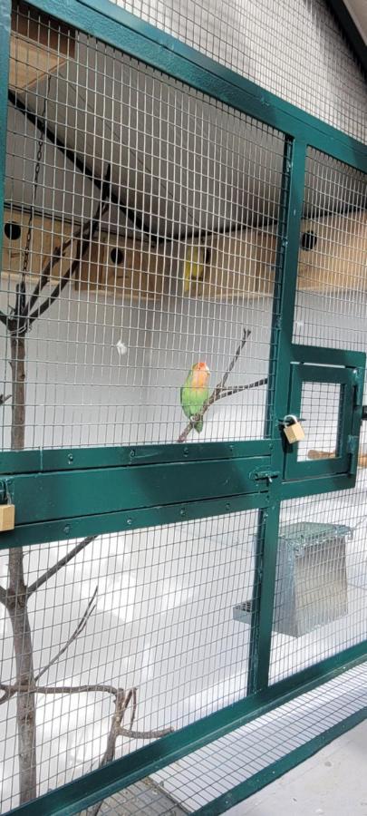 דירות Fajã da Ovelha Sunset Refuge מראה חיצוני תמונה